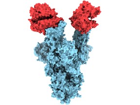 University of B.C. researchers have become the first in the world to capture and publish structural images of the spike protein on B.1.1.7., the highly contagious COVID-19 variant first identified in the U.K.