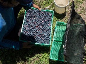 B.C.’s expansion of the lucrative blueberry sector suggests that blueberry farmers can well afford to pay workers the minimum hourly wage.