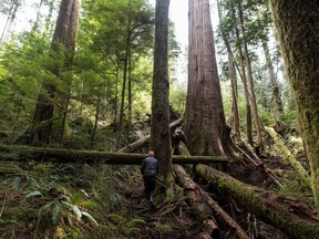 A forest protector walks up to the trees near Port Renfrew, on Tuesday, April 6, 2021.
