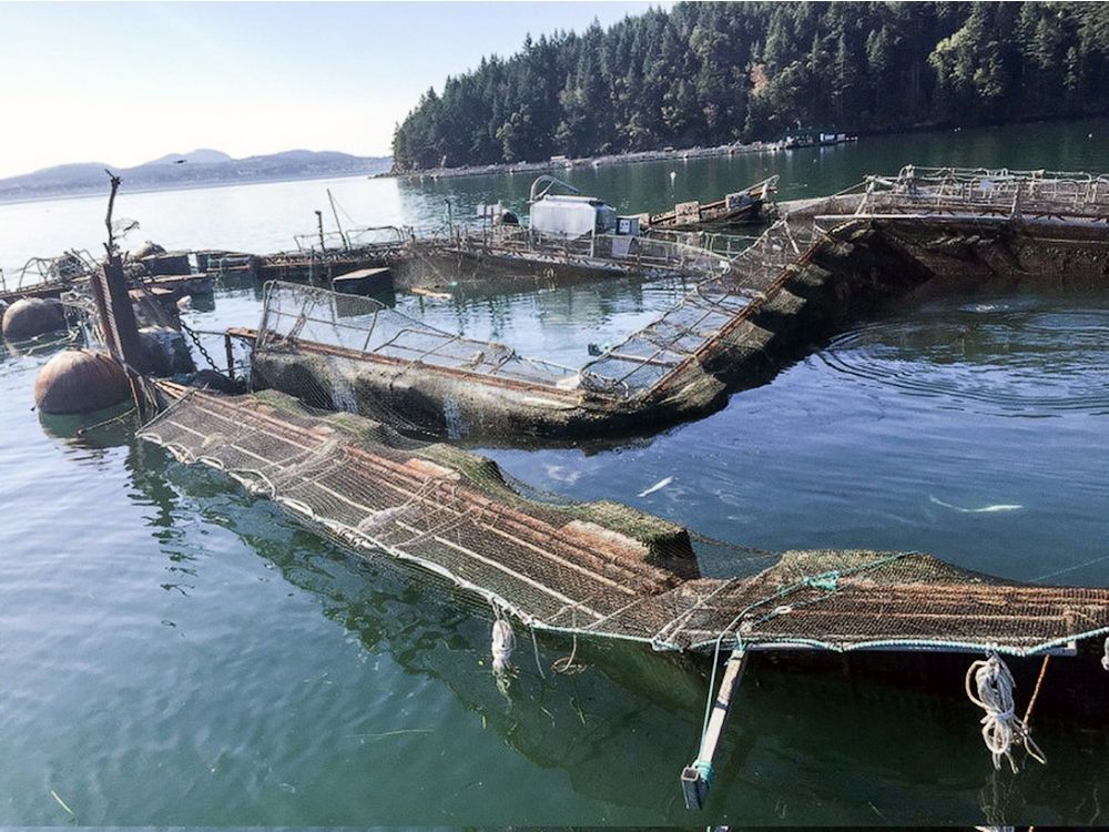 Will B.C. be next to ban open-net fish farms after slew of U.S. states halt practice?
