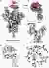 The N501Y mutation is considered a major adaptation and believed responsible for the increased viral transmission of COVID-19.