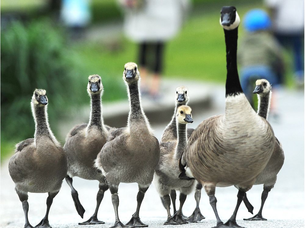 Canada goose outlet vancouver quito