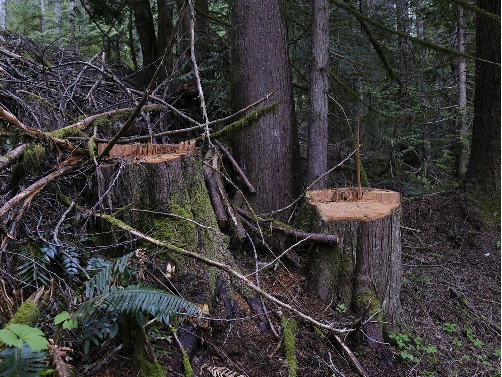Tree poaching from BC forests increasing as lumber hits record prices