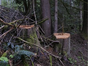 Poached trees that were taken recently on Vancouver Island in the Mount Prevost area near Cowichan, B.C. are shown on Sunday, May 10, 2021.