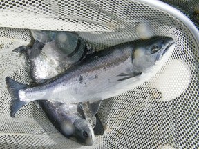 A research study published in the journal Science Advances calls for more monitoring and regulation of infectious diseases threatening wild salmon.