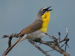 An adult male yellow-breasted chat is shown in this undatd photograph on lands protected in collaboration between the En'owkin Centre and Penticton Indian Band with support through ECCC.
