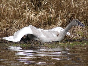 A trumpeter swan on Judson Lake, near Sumas. The lake is about 3/4 in Washington state and 1/4 in Canada.