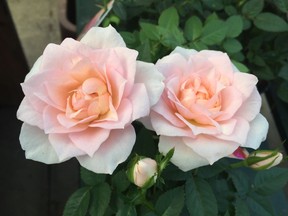RosAroma roses from Kordes will add a pleasant perfume to container plantings.