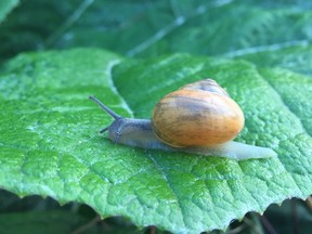 Slugs and snails thrive in cooler, damp weather, and although they move slowly, they do get around our gardens and chew virtually everything.