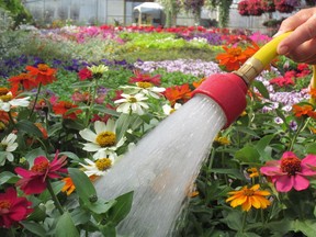 When you water, try to keep the water at soil level and off plant foliage.