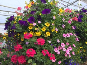 Revive stressed out hanging baskets with a bit of a trim, some food and time. Photo: Minter Country Garden.