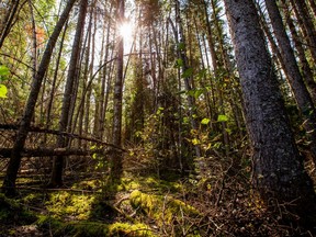 To get CO2 levels down to a habitable level we need forests in addition to reducing fossil fuel emissions to near zero, writes Marc Lee.