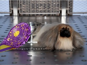 Pekingese dog Wasabi, Best in Show winner of the 145th Westminster Kennel Club Dog Show, visits The Empire State Building on June 14, 2021 in New York City.