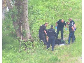 A black bear was captured and relocated after it was seen wandering around New Westminster's waterfront.