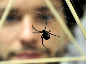 Andreas Fischer, an SFU Ph.D. candidate, with a black widow spider in a lab.