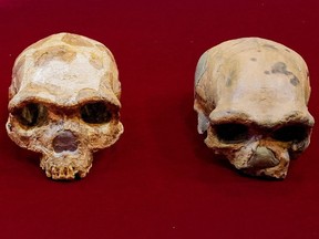 The lineage may replace Neanderthals as our closest relatives