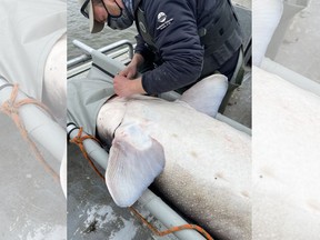 The biggest Nechako white sturgeon on record was caught by the Nechako White Sturgeon Conservation Centre staff.