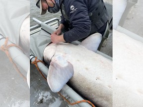 The largest Nechako white sturgeon ever recorded was recently captured by the staff of the Nechako White Sturgeon Conservation Center. The female sturgeon weighed 152.7 kg (335.9 pounds) and will be released into the conservation facility in 2021.