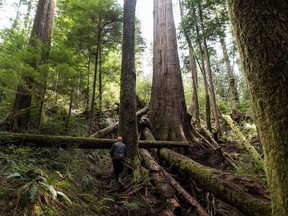 A forest 'protector' walks up to trees near Port Renfrew on April 6. 'Stop all destruction of old-growth forests,' says David Suzuki and Peter Wohlleben.