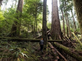 A forest protector walks through the trees near Port Renfrew on Vancouver Island.