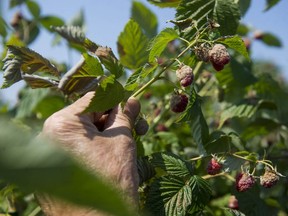 Alf Krause of Krause Berry Farms in Langley shows the impact that hot weather has had on his raspberries. Fellow berry farmer Jesse Brar in Abbotsford says the heat has scalded some of his ripening raspberries, turning them white, while others seemed to melt onto the vines.