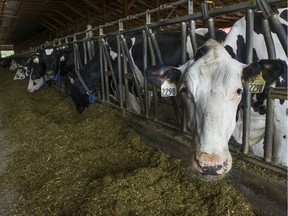 A Fraser Valley dairy farm had its license suspended after allegations of animal abuse and an investigation by the B.C. SPCA.