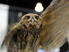 A screech owl.