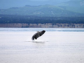 The humpback known as Pop Tart breaches off the coast of Port Angeles.