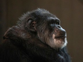 A November 23, 2018 handout photo shows Cobby, America's oldest male chimpanzee at the San Francisco Zoo, who died at age 63, the zoo announced on June 6, 2021.