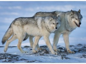 A female wolf, left, and male wolf roam the tundra in Nunavut.
