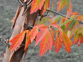 One of the most resilient maples is Acer griseum or peeling bark maple.