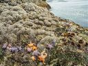 When extreme low tides and high temperatures coincided in late June, billions of the world's toughest creatures – clams, mussels, limpets and more – were wiped out in the intertidal zone.  It was a shocking glimpse into a future we must avoid.  To Van Sun op-ed by Scott Wallace.  photo by James Thompson