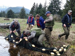 Haisla Fisheries staff conducting baseline species inventory work in Haisla First Nation territory including salmon, eulachon and crab.