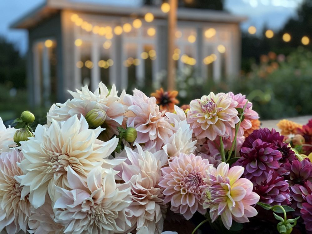 Spruce Up Your Home with Dry Lavender Flowers - Toronto Flower Story