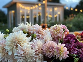 A selection of the beautiful dahlias grown at Five Acres Flowers.