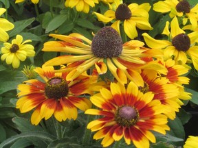 Try blending different varieties of rudbeckia together for a long-lasting, cheerful display.