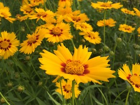 Coreopsis are heat lovers and offer dependable colour.