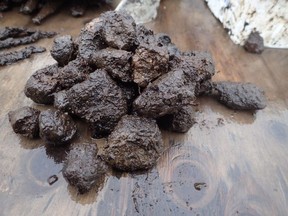 Sled dog feces, dating back at least 300 years, that had been frozen in permafrost near the town Quinhagak, Alaska, along the Bering Sea. ‘I think it opens up areas of research into gastrointestinal health,’ says UBC anthropologist Camilla Speller.