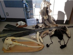 Some of the animal and wildlife products seized by Canada Border Services Agency from two U.S. residents trying to enter Canada on May 25.