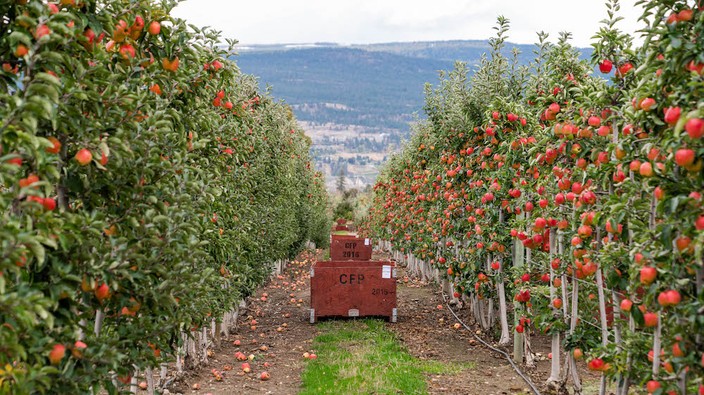 B.C. replant program helps, but doesn't restore 'faith in the future'