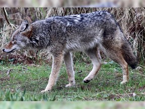 A coyote near Lost Lagoon in Stanley Park in April, in a photo by Bernie Steininger.