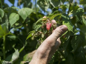 Alf Krause of Krause Berry Farms in Langley, shows berries that have been affected by the recent heat wave Wednesday, June 30, 2021.