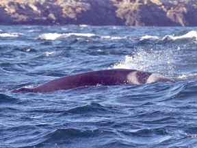 A 35-year-old male member of J-Pod known as K21 is presumed dead.