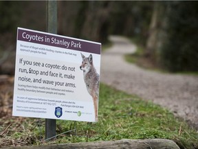 There has been another coyote attack near the Pitch and Putt in Stanley Park.
