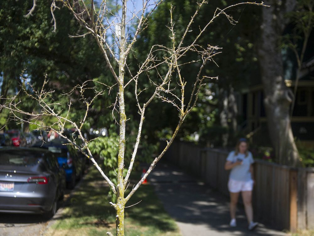 Rainless days taking a toll on Vancouver's public trees Vancouver Sun