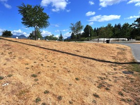 Parched landscape at Hastings Park on July 20, 2021, as the Lower Mainland is approaching a record for number of days without rain.