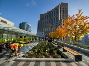 Green roofs or rooftop gardens will not only reduce temperatures but they can reduce energy use by 0.7 per cent and stay one to four degrees Celsius cooler than regular roofs.