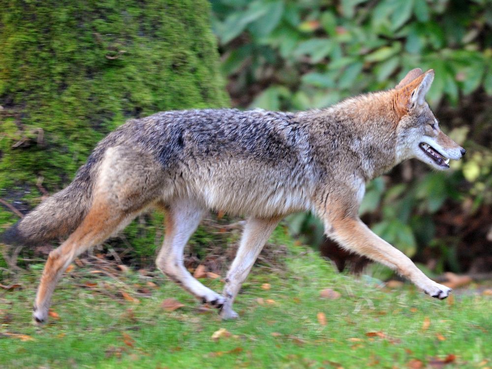 Coyote attacks girl in southern Alberta