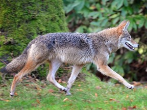Chloe Sepulveda shares her ideas on how to peacefully co-exist with coyotes in Stanley Park