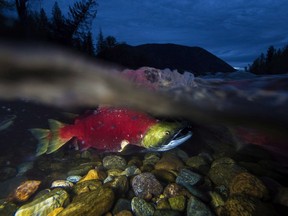 Thirty-two populations of Chinook, sockeye and steelhead are now listed as “endangered” or “threatened” by the federal Committee on the Status of Endangered Wildlife in Canada, with many more to join the list as more populations are assessed.